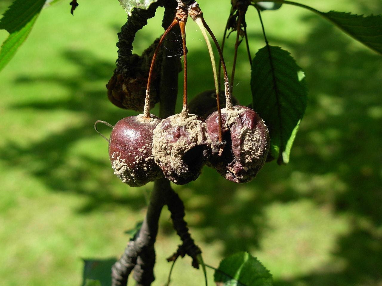 https://upload.wikimedia.org/wikipedia/commons/thumb/d/d0/Cherries_attacked_by_fungi_03.JPG/1280px-Cherries_attacked_by_fungi_03.JPG