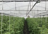 Вебинар компании Гавриш «Комплексный подход к достижению высоких урожаев овощных культур в фермерских теплицах: питание, микроклимат, защита»